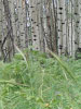 IMG_3585_0.jpg