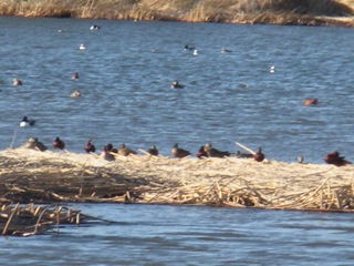 ducks.jpg